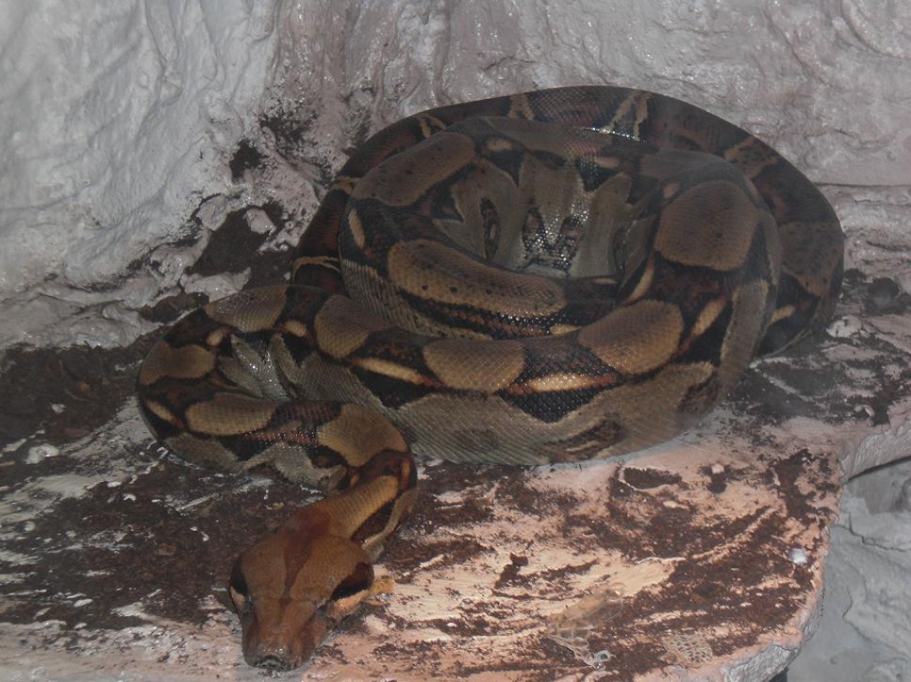Boa Constrictor Imperator zu verkaufen!! - Reptilien - Rambin