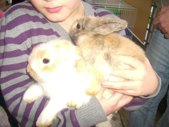 Hasen Kaninchen Kleinanzeigen Hasen Kaninchen Annoncen Hasen