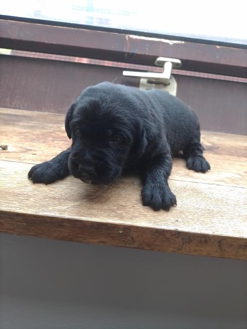 Labrador Welpen  - Hunde - Wackersdorf