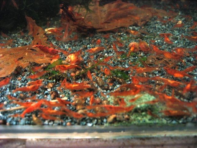Red Fire Sakura Garnelen - Jungtiere abzugeben - Fische - Gummersbach