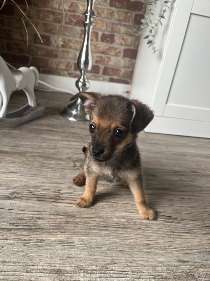 Kleiner mischlingsrüde - Hunde - Horst