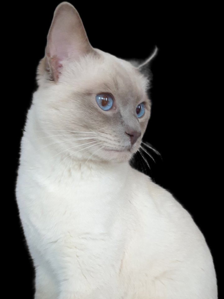 Siam Deckkater Reinrassig - Katzen - Kronau