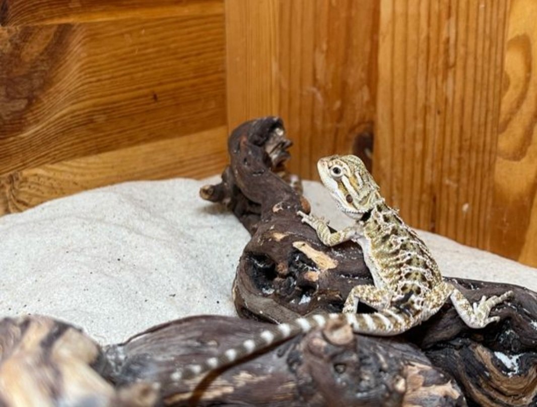 Habe einen sehr schönen Bartagamen-Bock zu verkaufen - Reptilien - Meißen