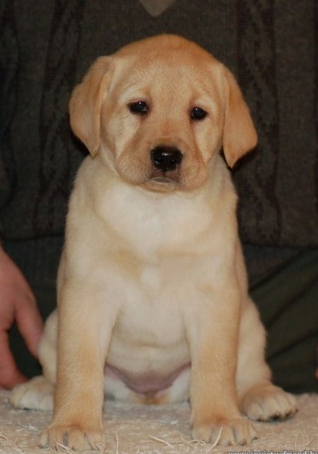 Labrador welpen - Hunde - münchen