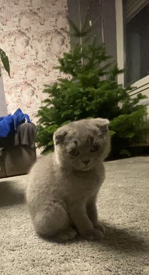 Liebevolles Kätzchen sucht ein neues Zuhause. - Katzen - Andernach