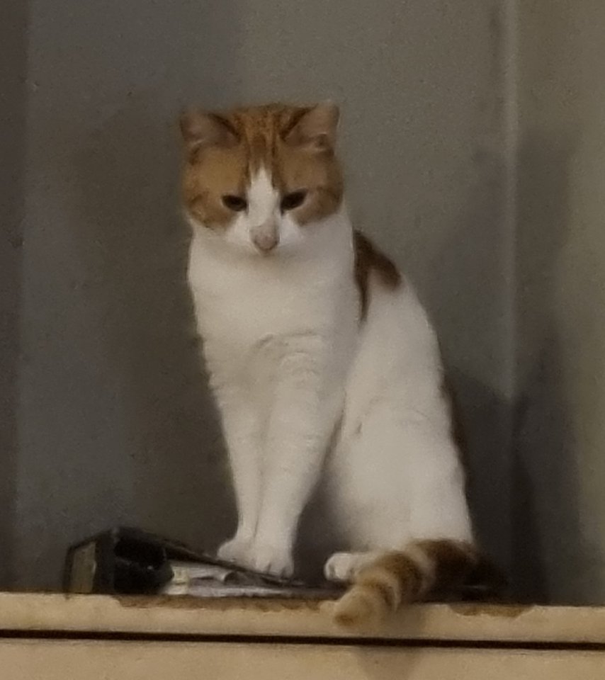 5 Hauskatzen Mischlinge - Katzen - Dortmund