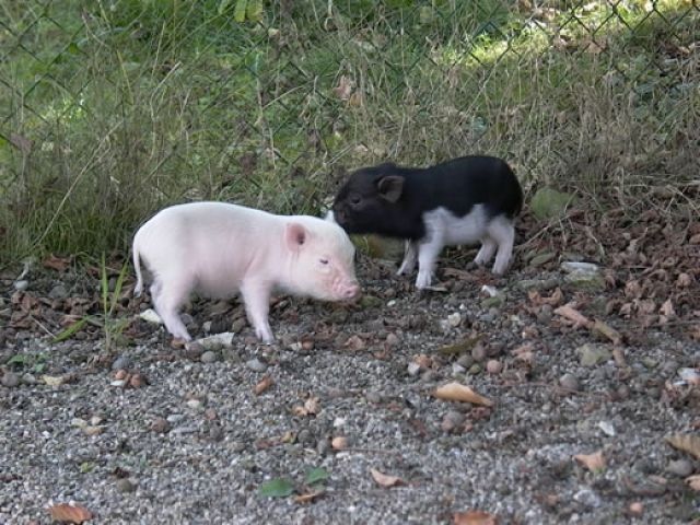 Minipics in der schweiz gesucht!! - Sonstige Nutztiere - Ehrendingen Schweiz