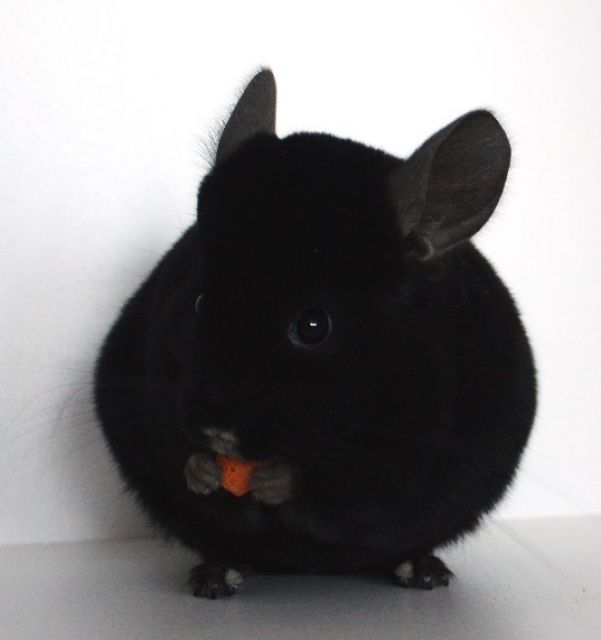 Chinchillas - Jungtiere auf Herbergsuche - Sonst Nagetiere - Eugendorf bei Salzburg