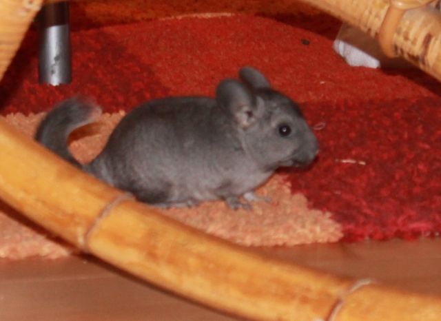 3 Chinchilla-Mädchen suchen einen neuen Pelletspender - Sonst Nagetiere - Bad Salzuflen