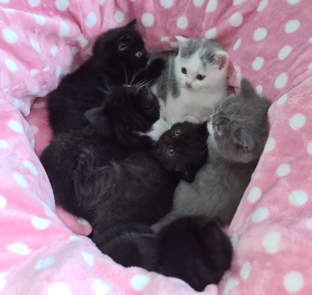 Reinrassige Britisch Kurzhaar BKH Kitten, Vater mit Stammbaum - Katzen - Wurzen OT Kühren