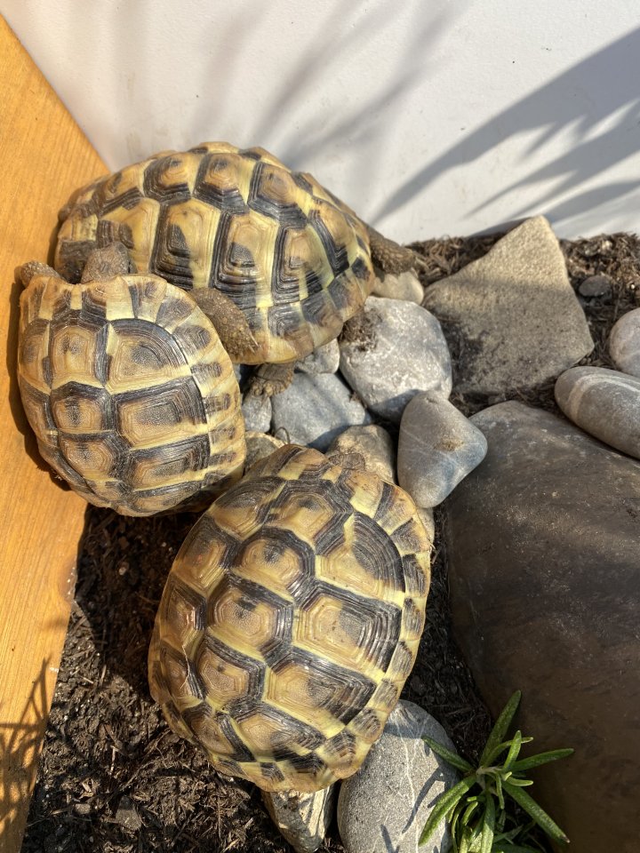 3 Griechische Landschildkröten - Reptilien - Denkendorf