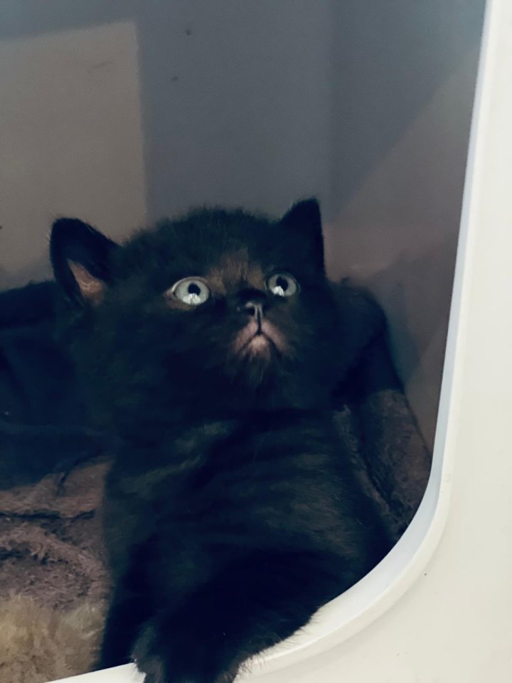 Bkh kitten reinrassig !! - Katzen - Bad saulgau