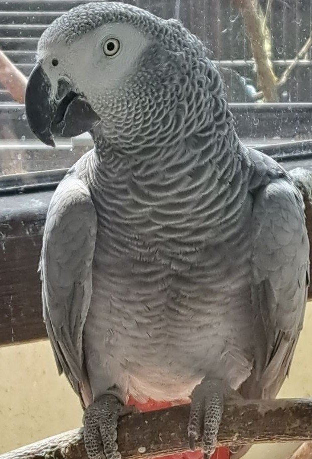 Graupapagei Chica (Naturbrut) sucht neues Zuhause - Voegel - Ehlscheid