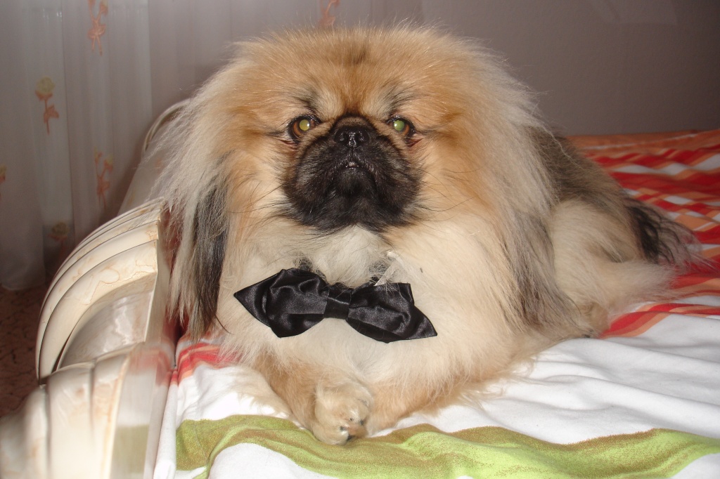 Mädchen gesucht für unseren Matscho!!! - Hunde - Asbach
