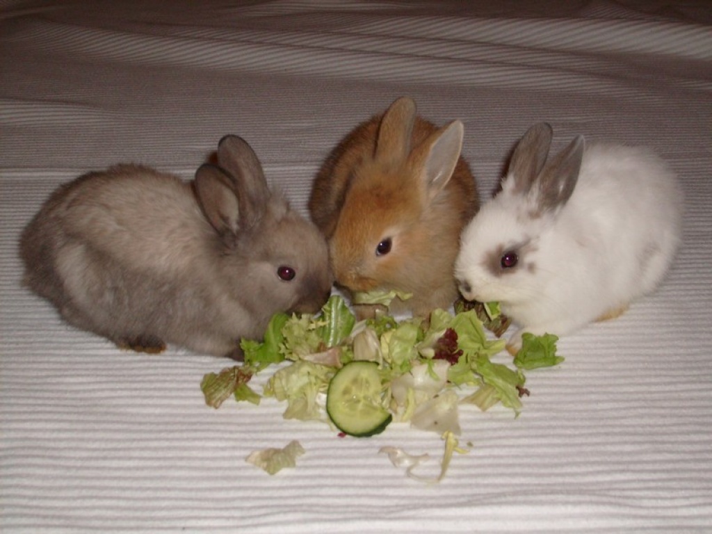 Farbenzwerge & Löwenköpfchen - Nagetiere - Heusweiler