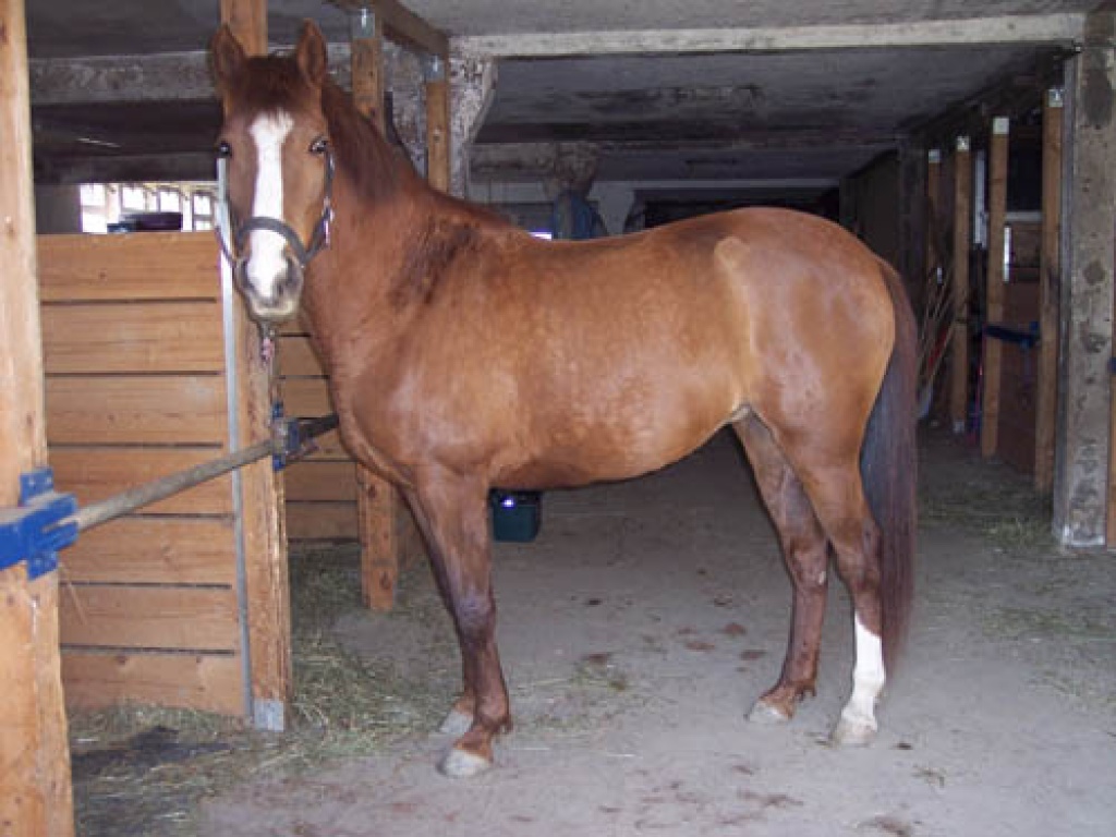 BIETE RB AUF LIEBER ARABER-BERBER STUTE IN 72144 DUßLINGEN (2x die Woche) - Pferde - Dußlingen