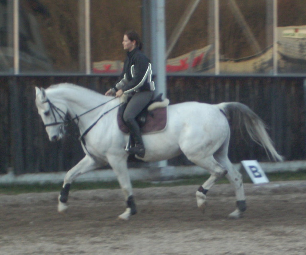 Brandenburger, Wallach, 10 Jahre, 169cm, Schimmel - Pferde - Alpfahrt 55