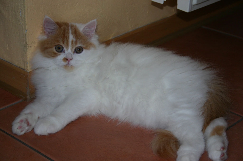 Highlander BLH Caruso und Chilli suchen - Katzen - Obersontheim