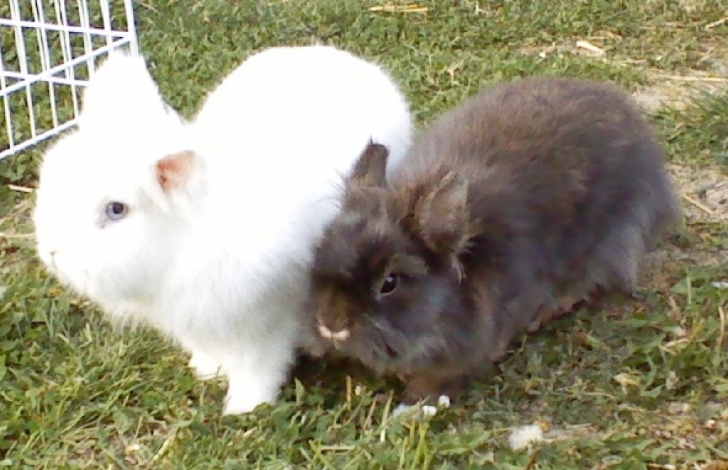 Verschenke - Nagetiere - Donauwörth
