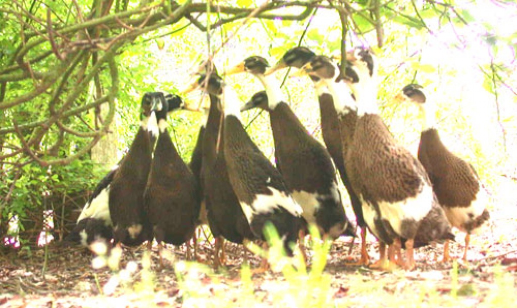 Indische Laufenten aus Freilandzucht !!! - Nutztiere - Bruchhausen Vilsen