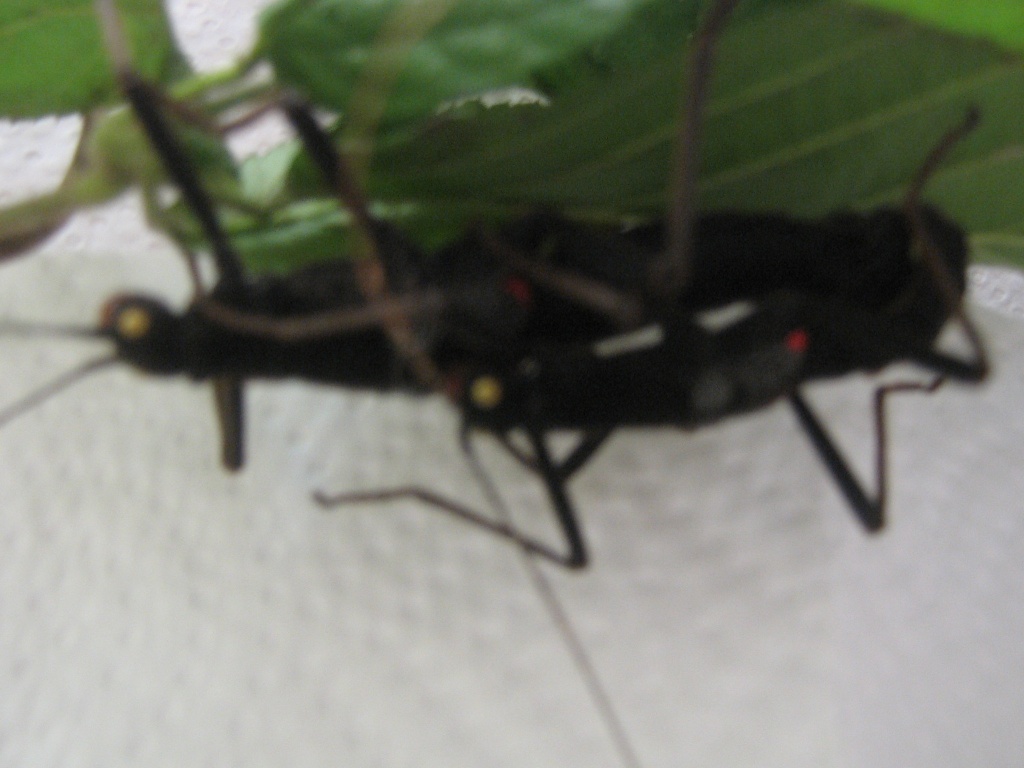 Verschiedene Insekten - Insekten - Stetten