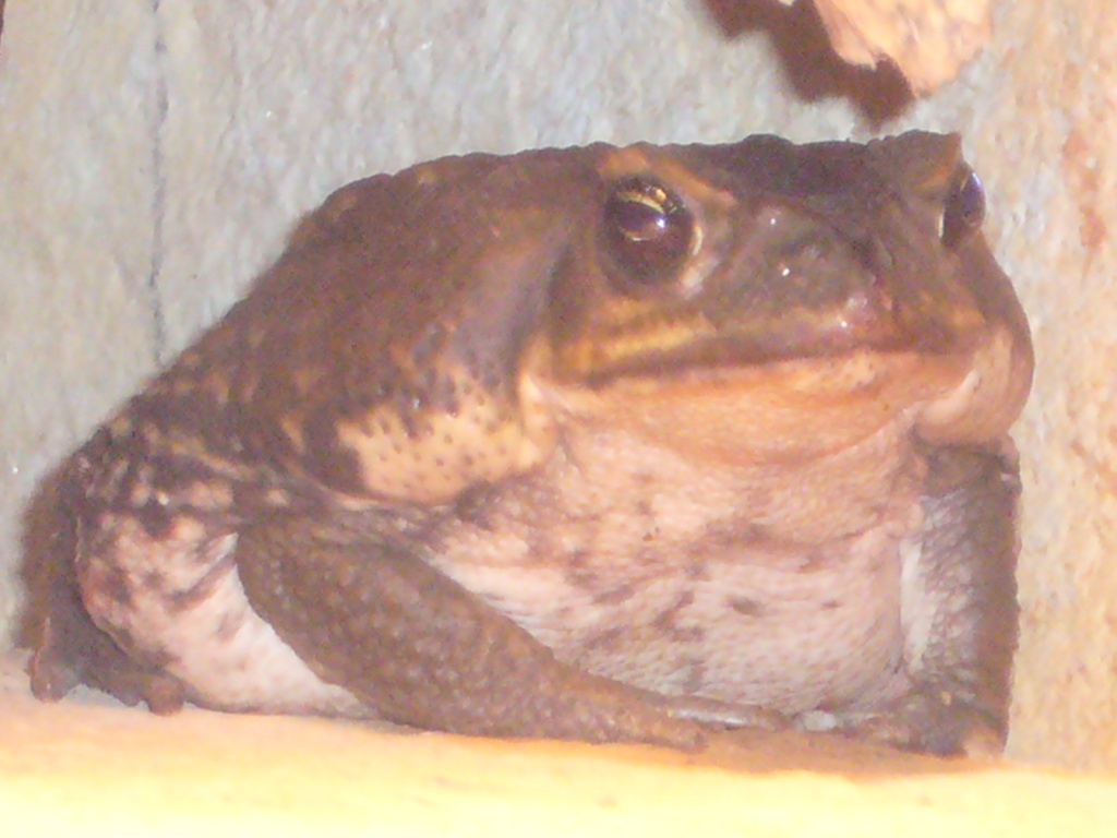 Aga Kröten - Amphibien - Augsburg