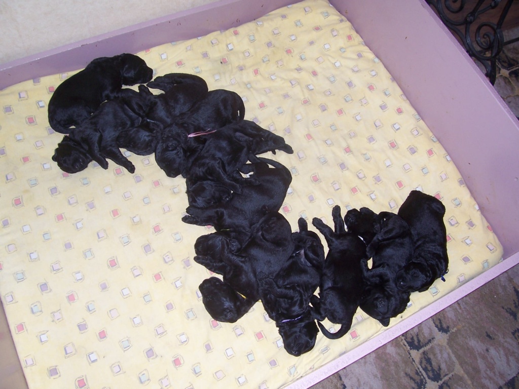 Russische Terrier - Welpen - Hunde - Wroclaw/Polen