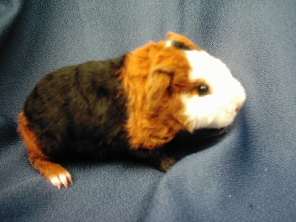 Verkaufe Meerschweinchenbrüder für 20€ - Nagetiere - Olfen