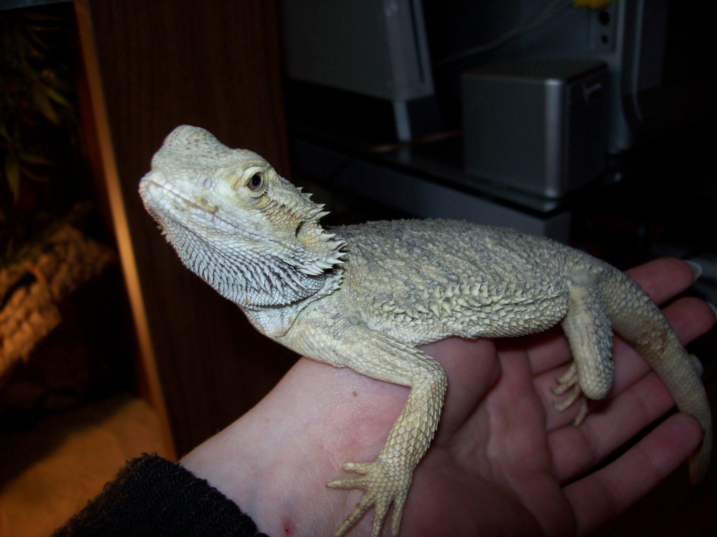 Kleine Bartagame abzugeben (10 Monate alt, Männchen) - Reptilien - Hamburg
