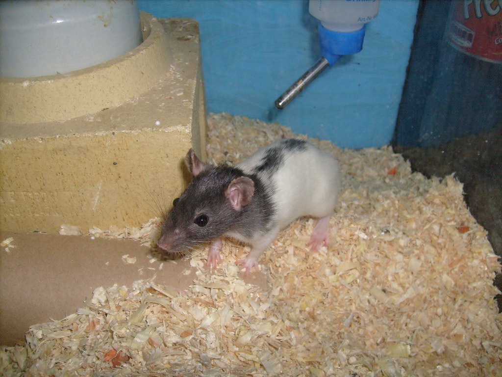Ratten, 7 Wo. alt, Notfalltiere aus schlechter Haltung, - Nagetiere - Essen