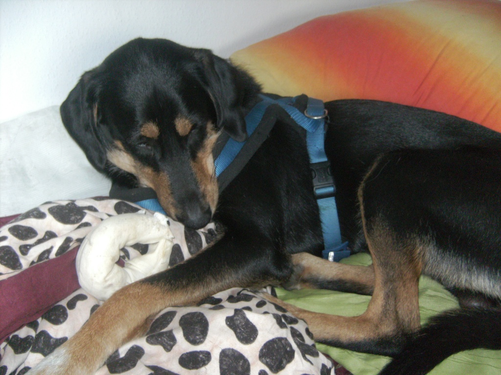 Such für super lieben Rüden ein neues Zuhause - Hunde - Würselen