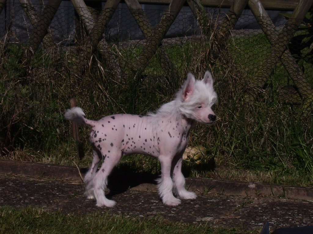 Bildhübsche Chinese Crested Welpen - Hunde - Haßfurt