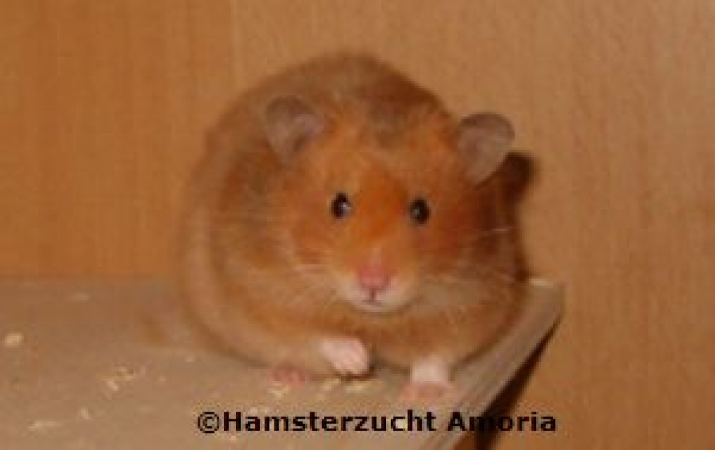 Hamsterzucht Amoria - Nagetiere - Lahnstein