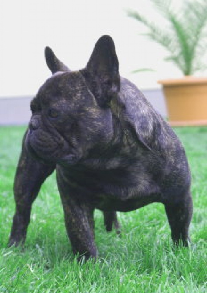 Zucht von Französischen Bulldoggen - Hunde - Ahrensfelde