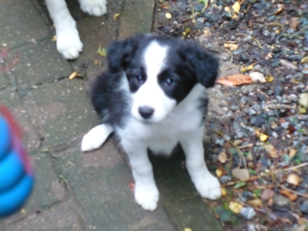 Border - Colliewelpe - Tierboersen - Wassenberg