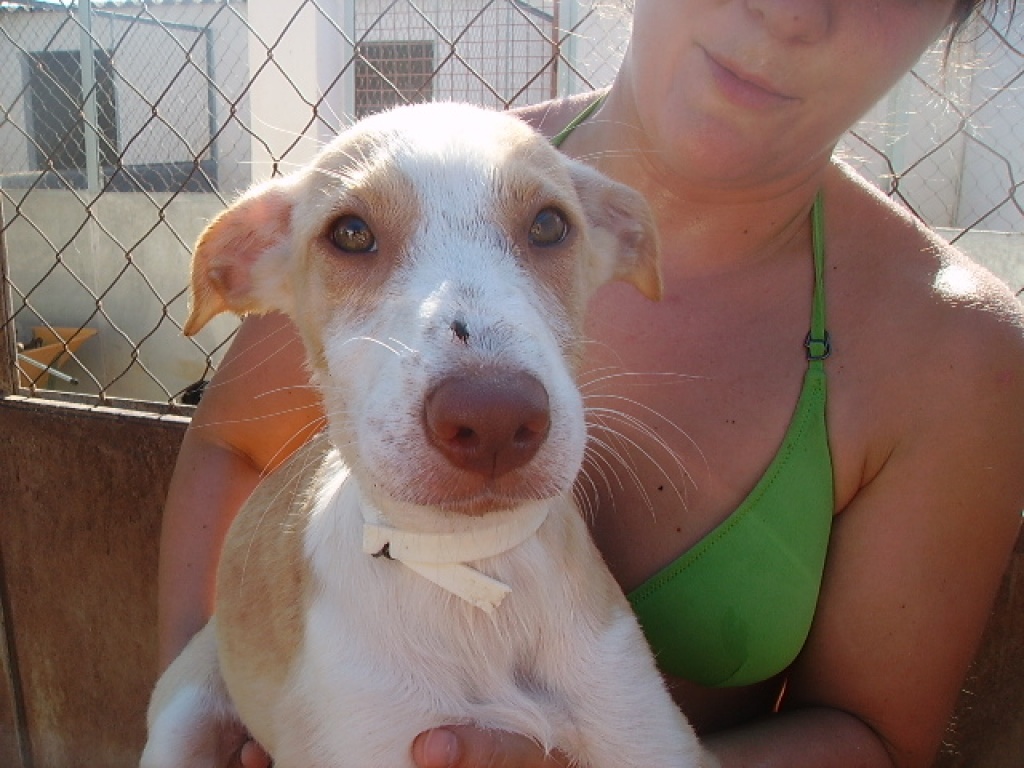 Flugpaten von Spanien nach Deutschland gesucht - Flugpaten - Bergkamen