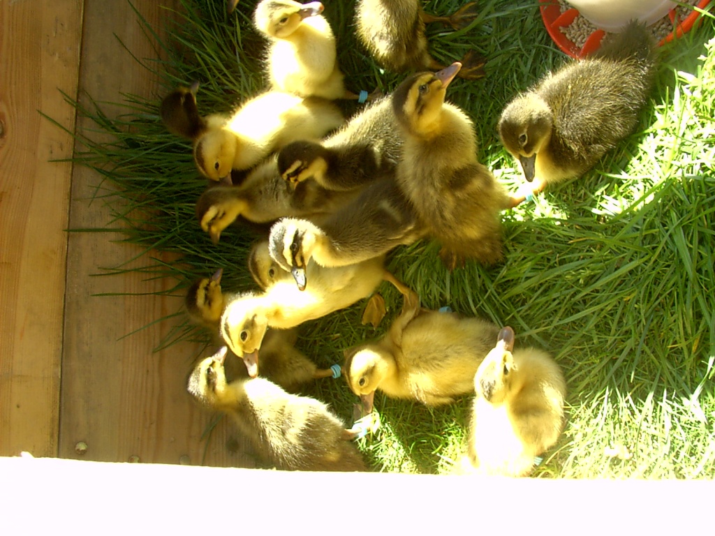 Laufentküken & Gössel - Nutztiere - Chemnitz