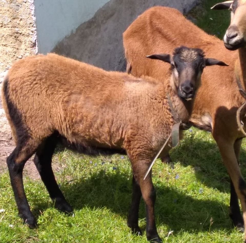 Barbados Bocklamm zum Tausch - Futtertiere Allgemein - Werdau