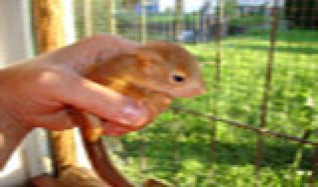 Eichhörnchen - Sonst Nagetiere - Hessen