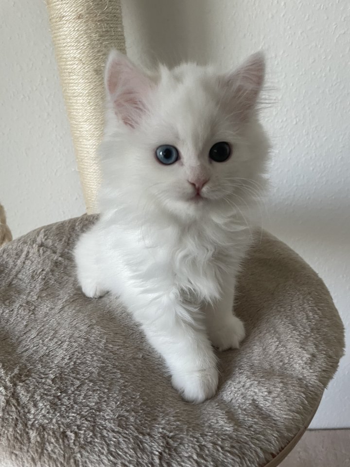 Weißer Perserkater mit blau und grünen Auge - Katzen - Werdau