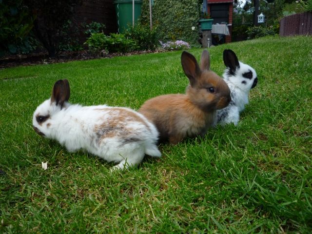 Ich verkaufe junge Häschen - Hasen Kaninchen - Nauen