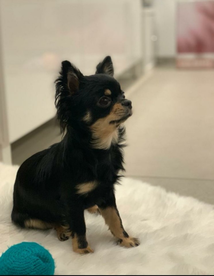 Stubenreiner Chihuahua Black Tan - Hunde - Hemmingen