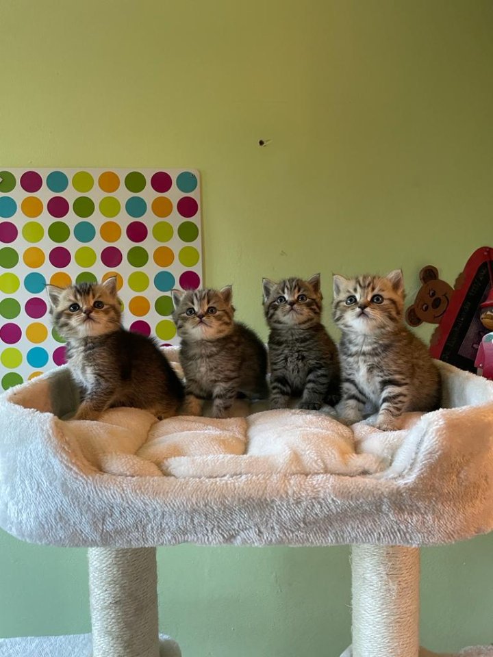 Reinrassige BKH Kitten - Katzen - Würzburg