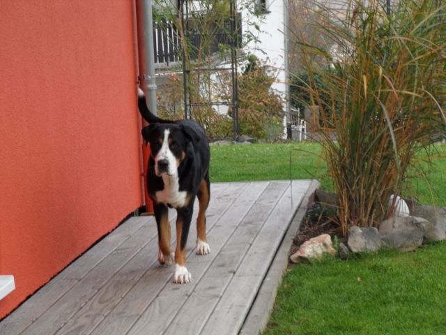 Großer Schweizer Sennenhund Welpen In Not