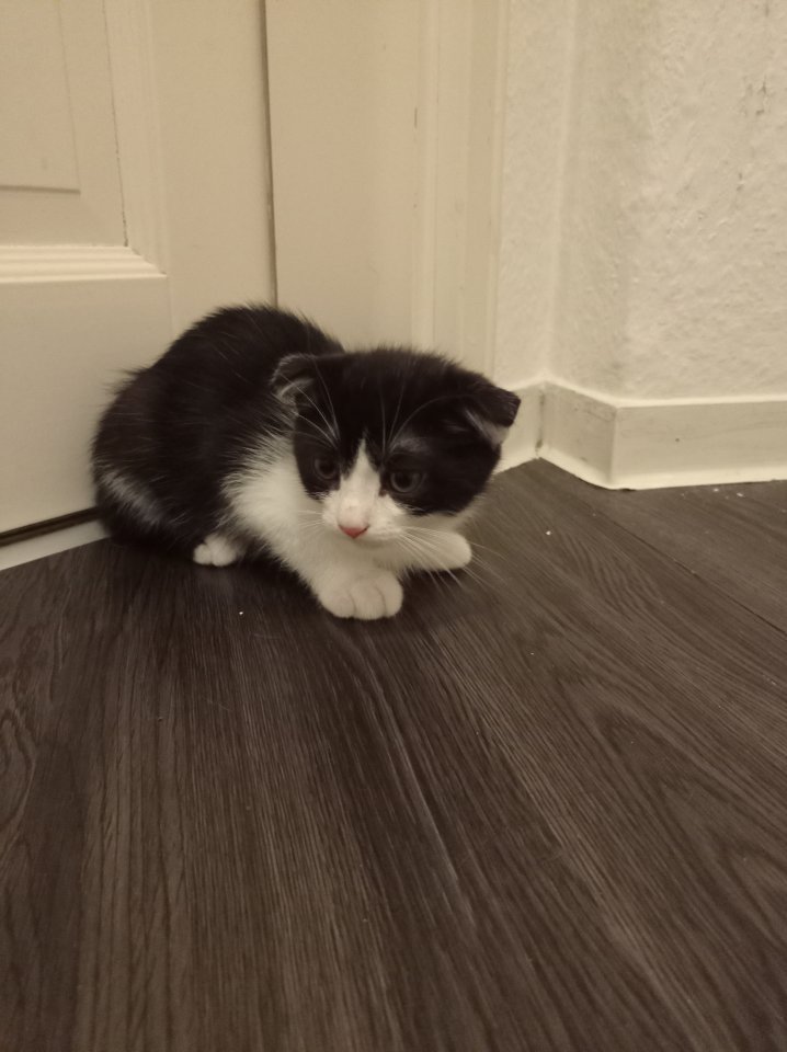 Kätzchen abzugeben - Katzen - Dresden