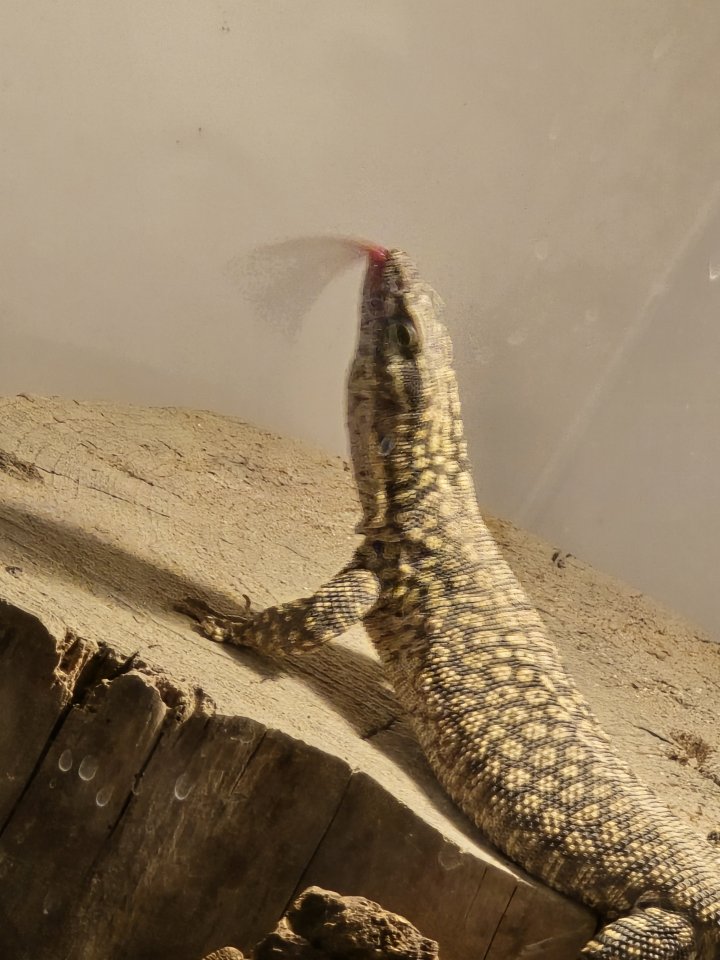 Stachelschwanz Waran (Yellow Ackie) Mit Terrarium - Reptilien - Hannover