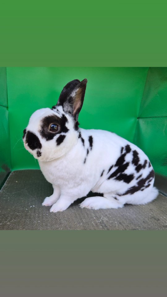 Junge Zwergkaninchen in verschiedenen Rassen und Farben - Nagetiere - Langerwehe