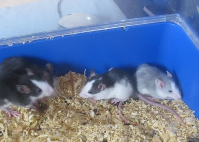 Süße Rattenbabys  - Ratten - Sachsenheim