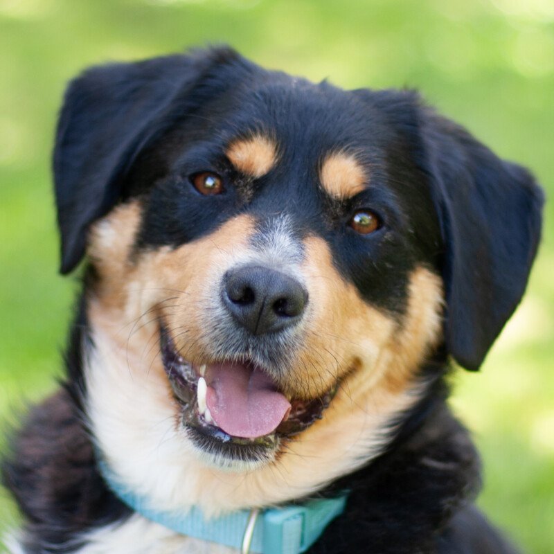 CELLON - männlich  2 Jahre  50 cm  35 kg  Mini-Berner-Mix  Gechipt  Kastriert - Hunde - Lauf an der Pegnitz