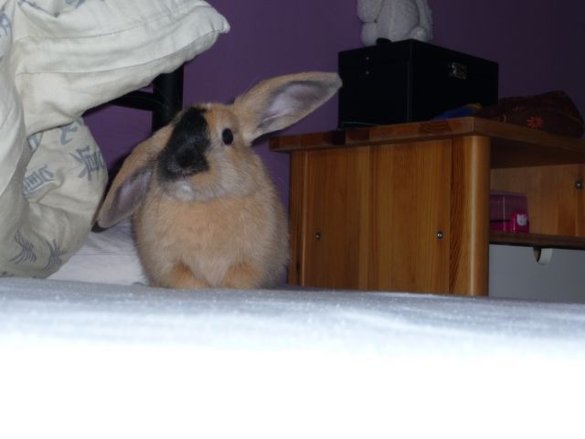 Zwerghäschen in gute Hände abzugeben - Hasen Kaninchen - Kaufbeuren